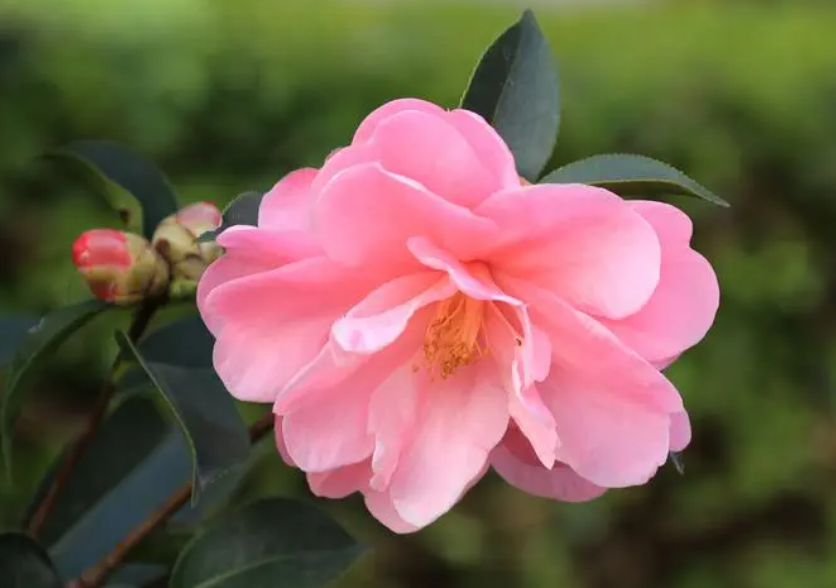 茶花的养殖方法家里如何养好茶花茶