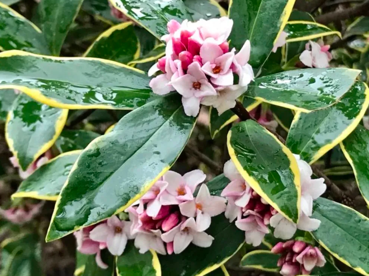 瑞香花的养殖方法和注意事项