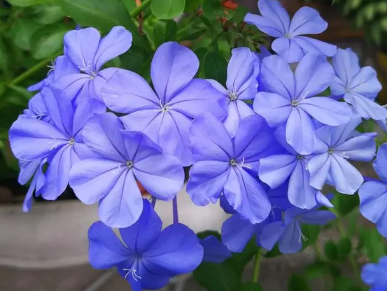 蓝雪花秋季换盆的注意事项