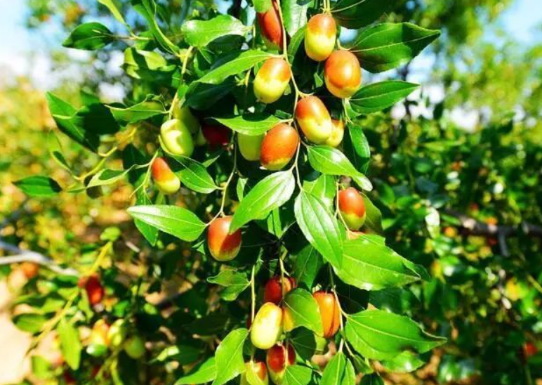 枣树怎么修剪结枣多