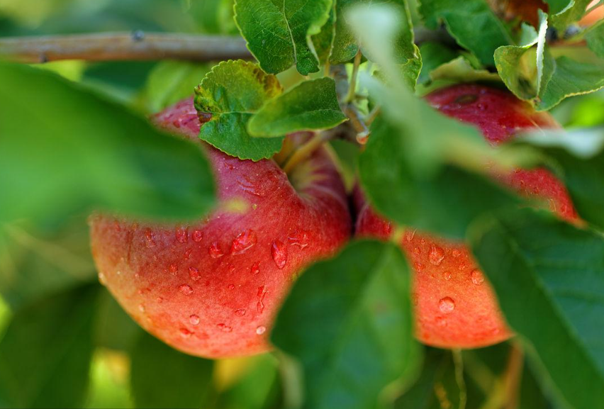 怎么让果树结果变甜