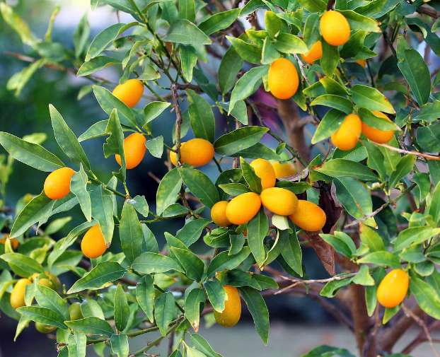金桔橘树一年能长多大