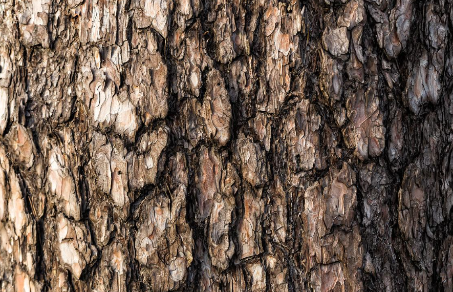 风干的杉树皮可直接种兰花吗