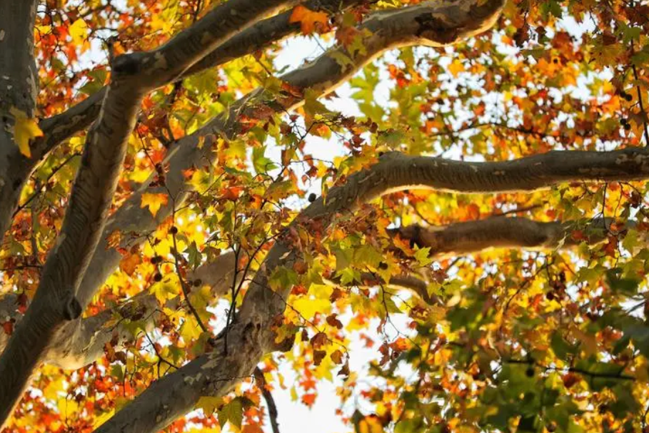 梧桐树的生长环境和特点