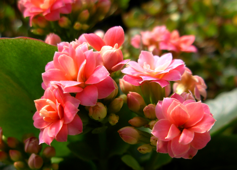 长寿花开花时可以喷水吗