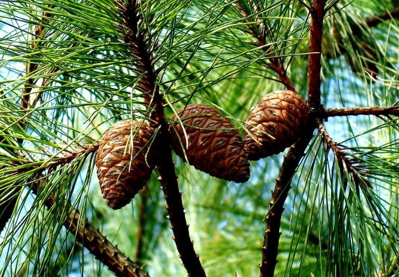 松树摘心在几月份