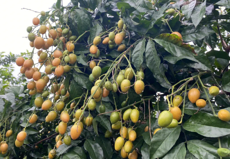 黄皮树什么时候施肥最佳