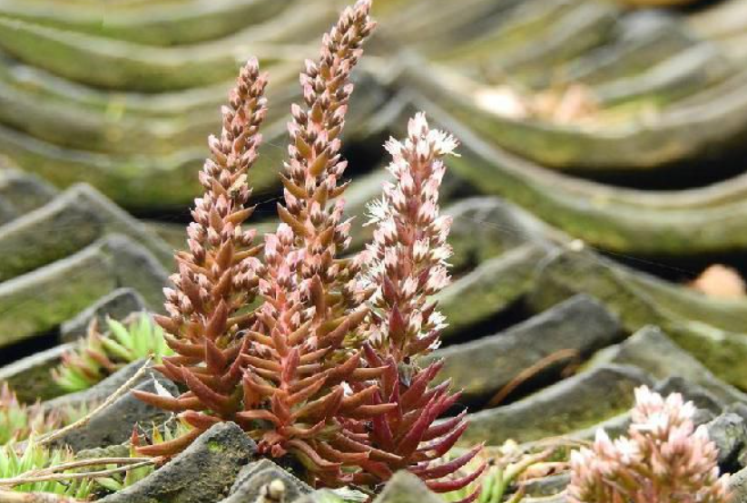 瓦松开花可以救活吗