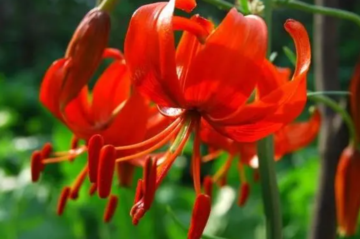 如何给山丹丹花浇水