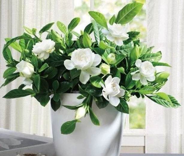 盆栽栀子花好养吗