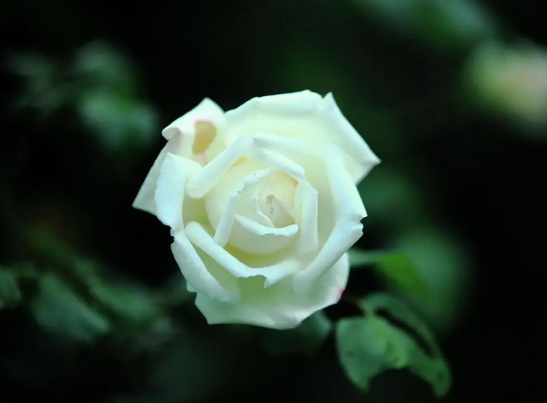 白玫瑰花种在家门口好吗