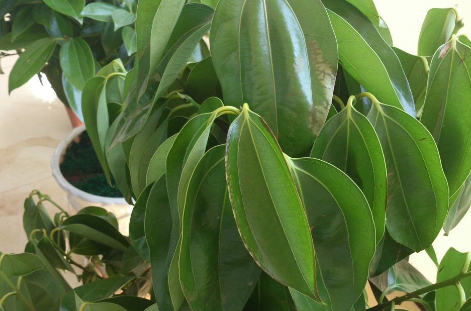 平安树怎样修剪能长出新芽