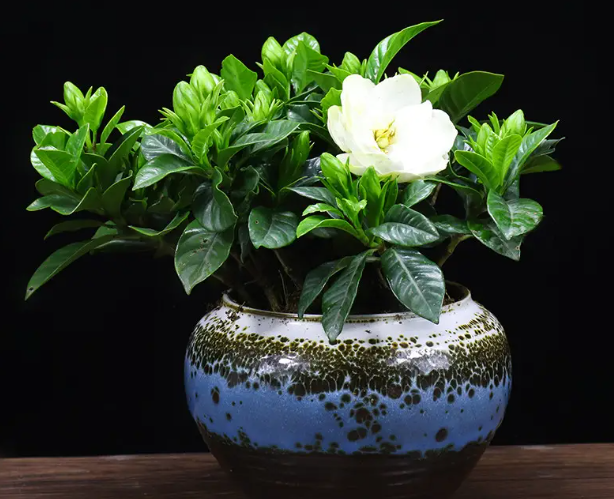 栀子花盆栽怎么做造型