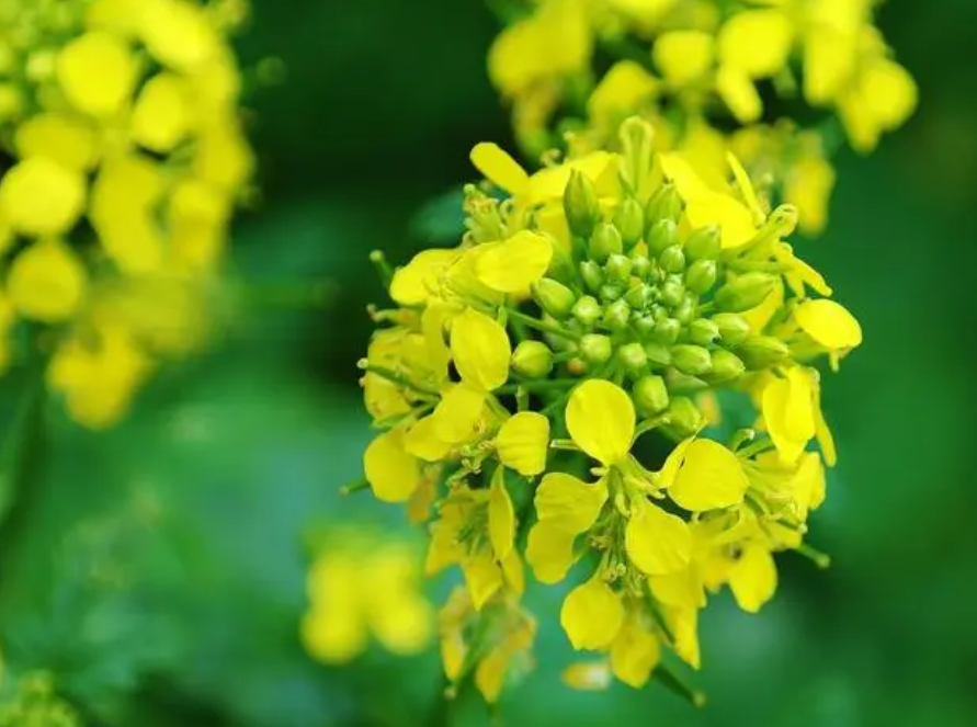 油菜花是油菜开的花吗