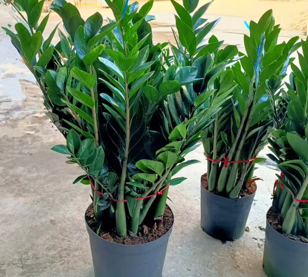 金钱树什么时候浇水