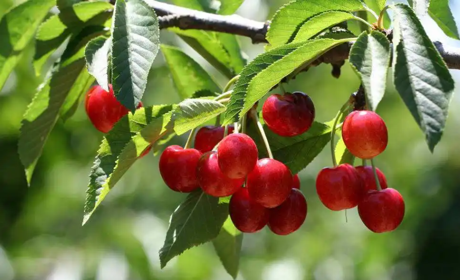 为什么樱桃树容易招鬼呢