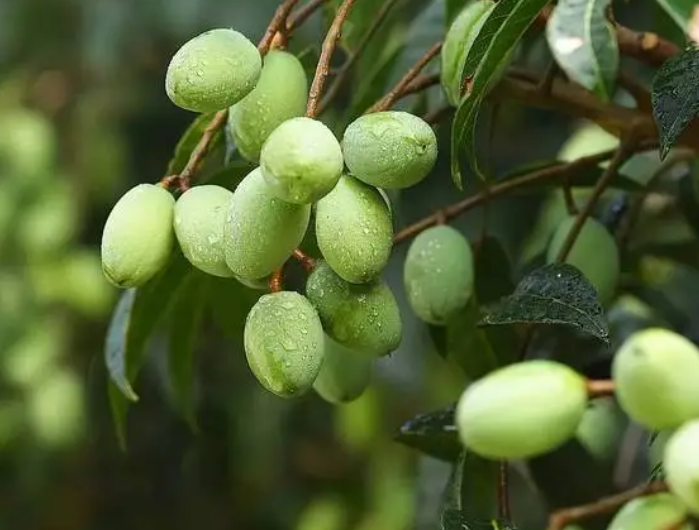 橄榄扦插多久开花