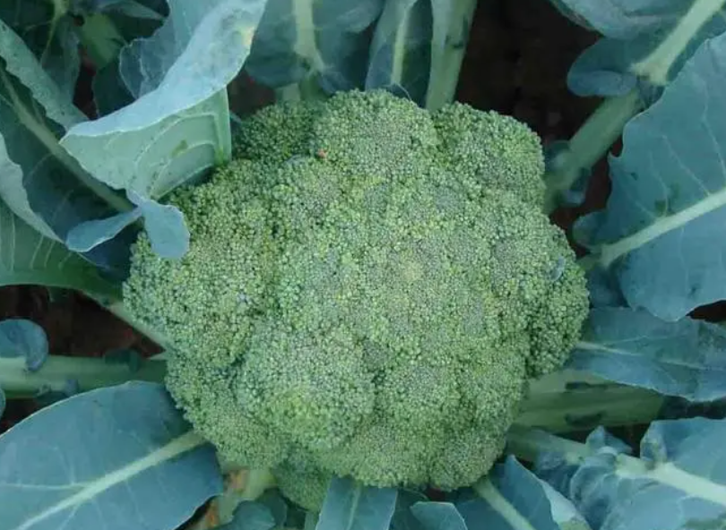 青花菜种植技术与管理