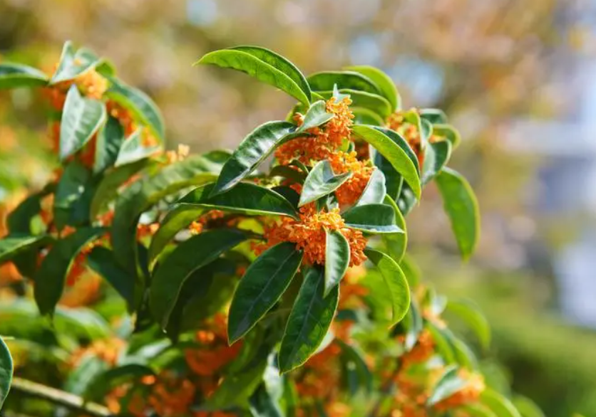 桂花树什么季节修剪