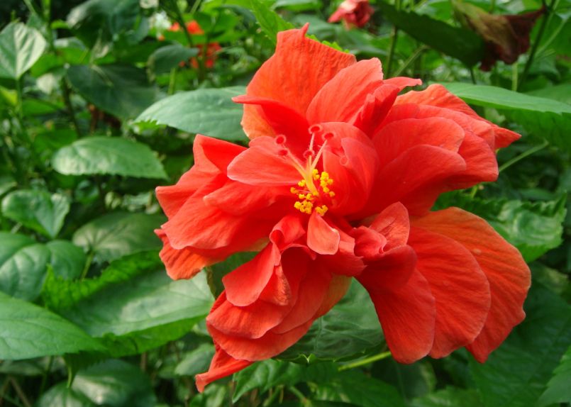 扶桑花用什么土栽培最好