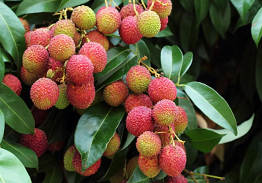 荔枝树在安徽能活吗