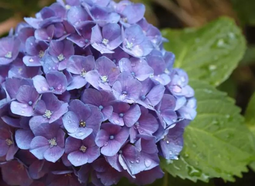 绣球花不开花的原因