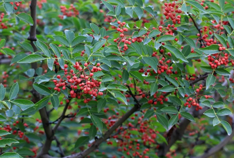 花椒树施二铵好还是复合肥好