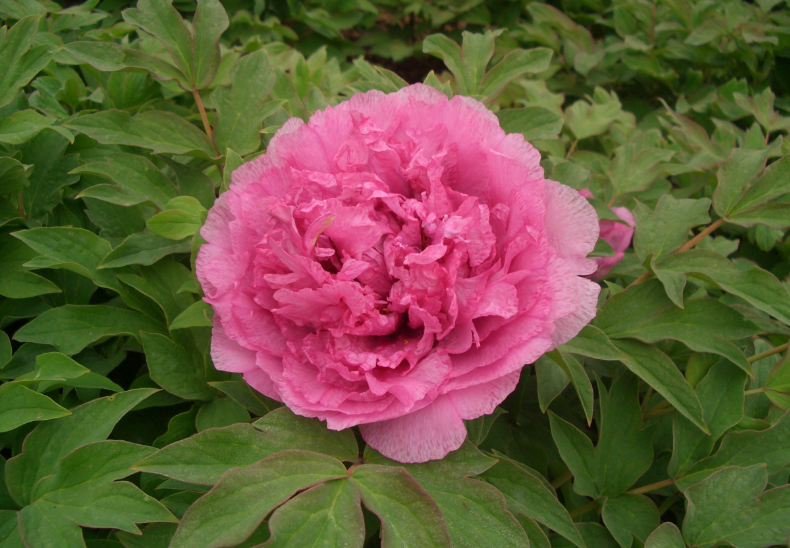 富贵满堂花指哪几种花