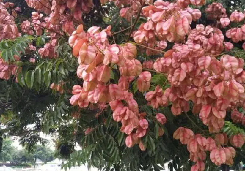 栾树种子怎么种植技术