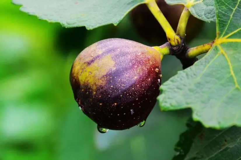 无花果的水培方法如下