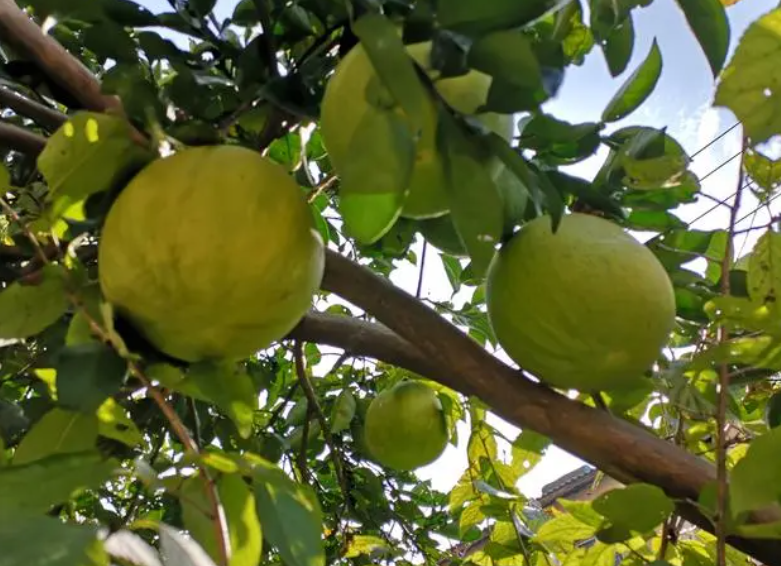 哪种果树喜阴不喜阳