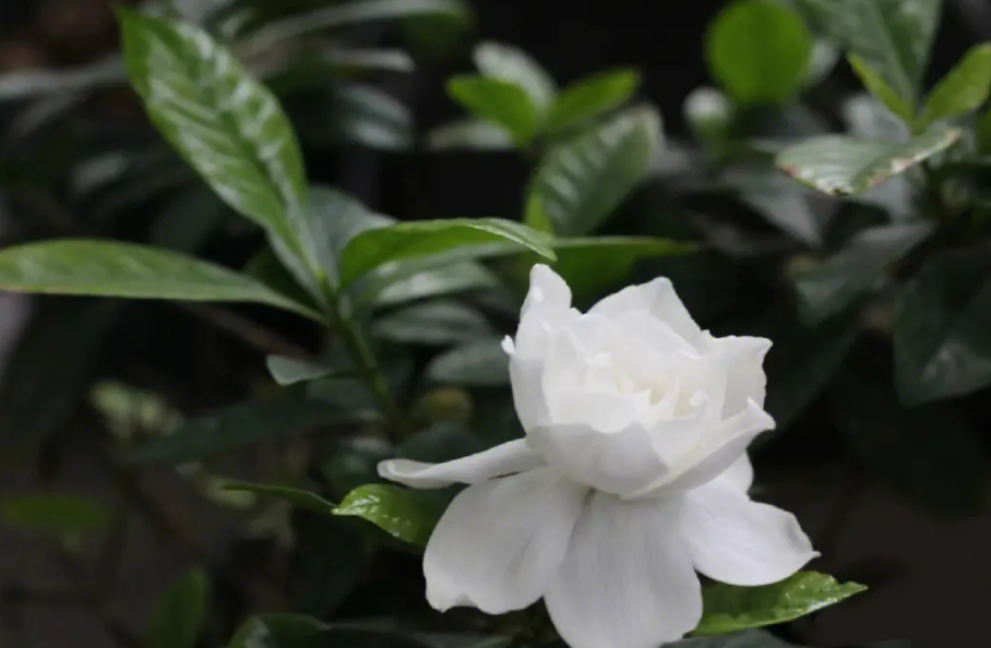 栀子花喜阴还是喜阳光