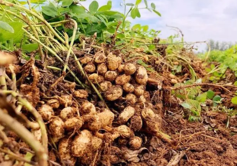花生属于水果还是蔬菜