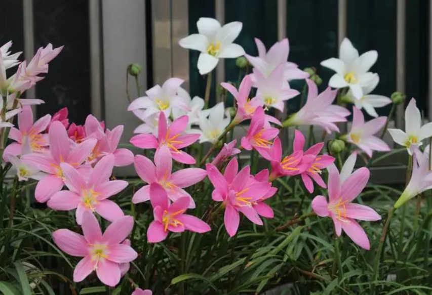 风雨兰怎样才能开花不断