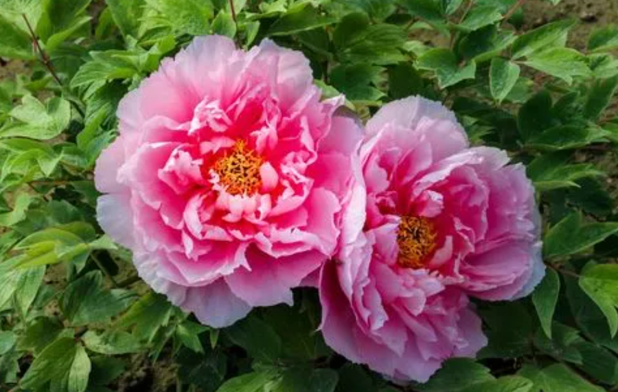 荣华富贵花怎么养