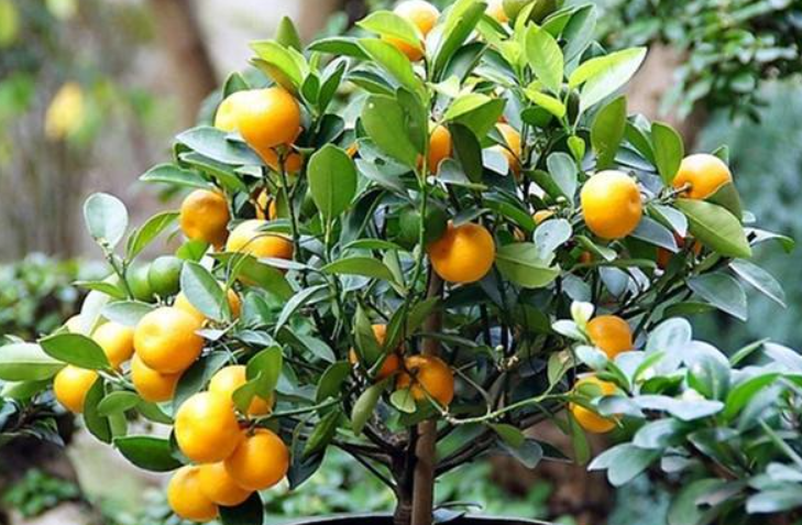 金桔树夏天施什么肥料最好