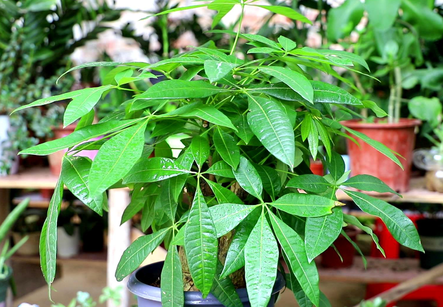 发财树和鸭脚木哪个好