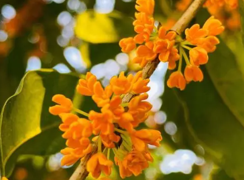 桂花树可以天天浇水吗