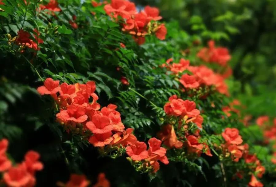 凌霄花开花后要怎么修剪