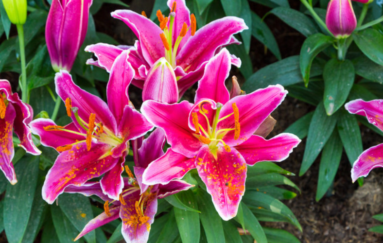 百合花种球怎么繁殖