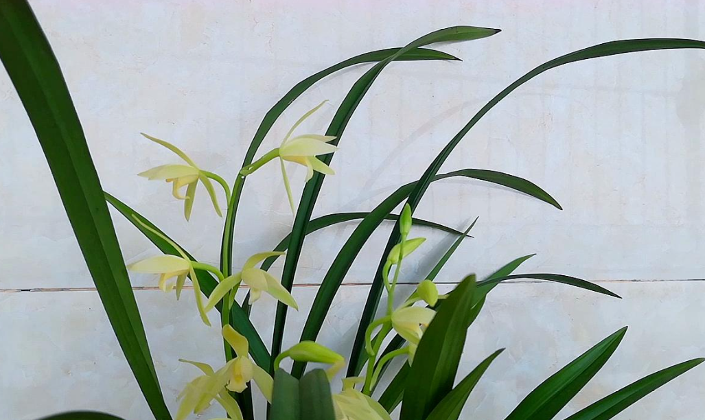 兰花适合在家里种植吗