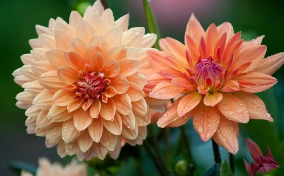 大丽花杆子全剪了