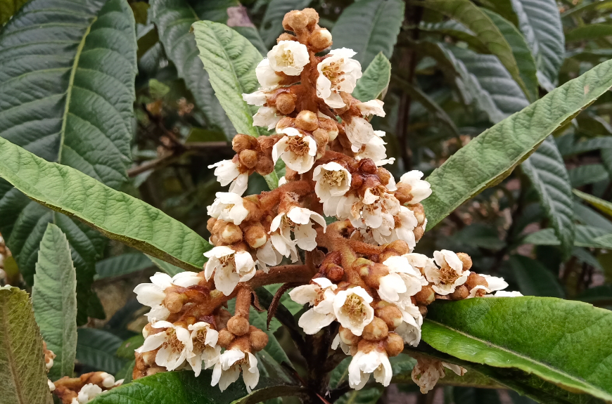 枇杷花多少钱一斤