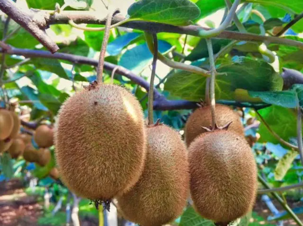 猕猴桃第二年树修剪