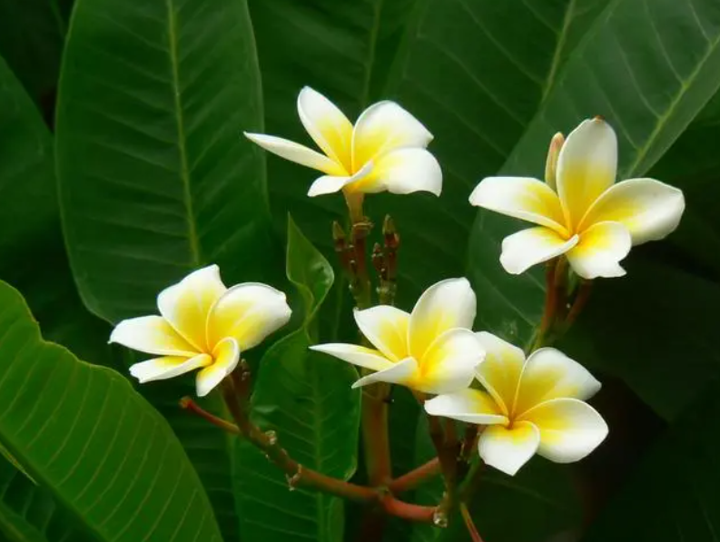 鸡蛋花的风水大忌属相