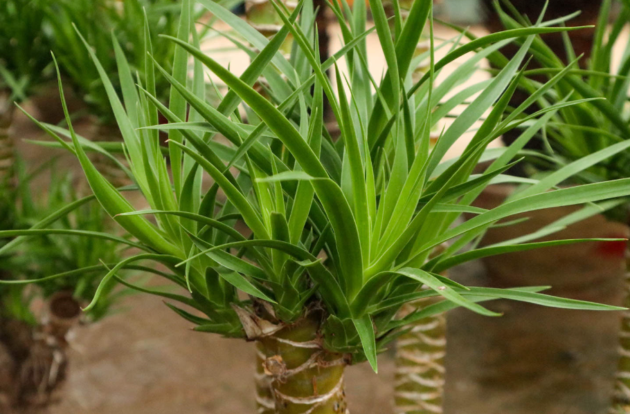 龙血树的栽培方法