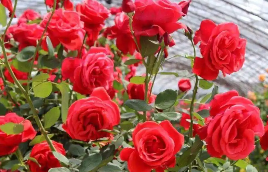 刚栽的玫瑰花怎么浇水