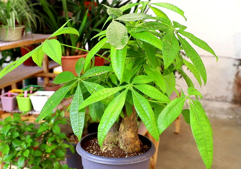 发财树怎么保暖过冬