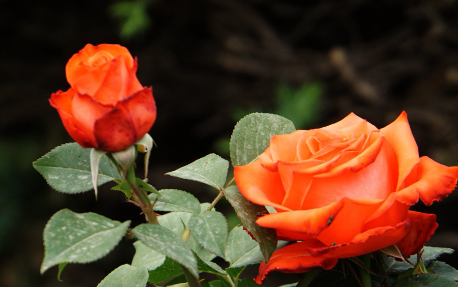 月季花比喻什么样的女人