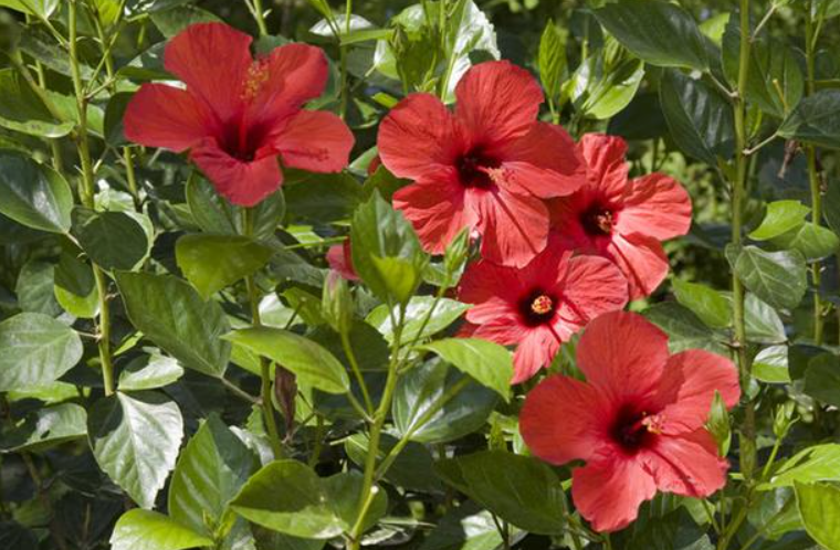 木菊不开花是什么原因